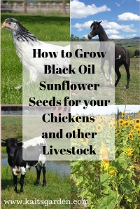 How To Grow Black Oil Sunflower Seeds For Chickens And Livestock