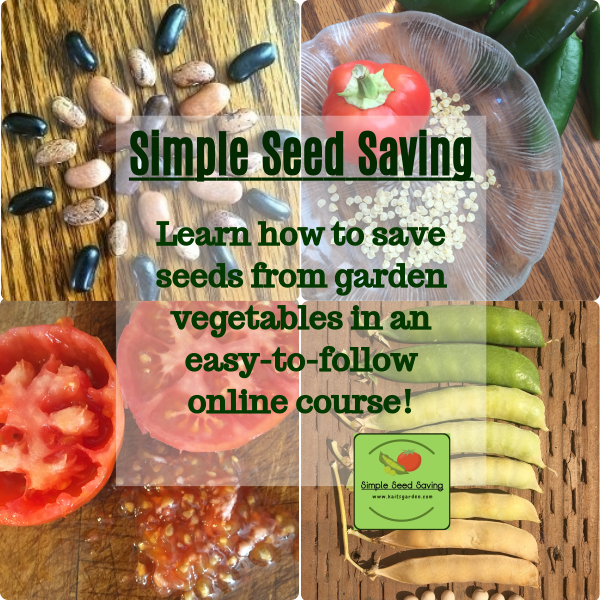 How To Save Gourd Seeds Seed Saving Tutorial Kaits Garden