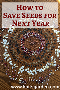 How To Save Seeds For Next Year: 4 Steps - Kaits Garden