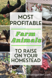 Most Profitable Farm Animals To Raise On Your Homestead